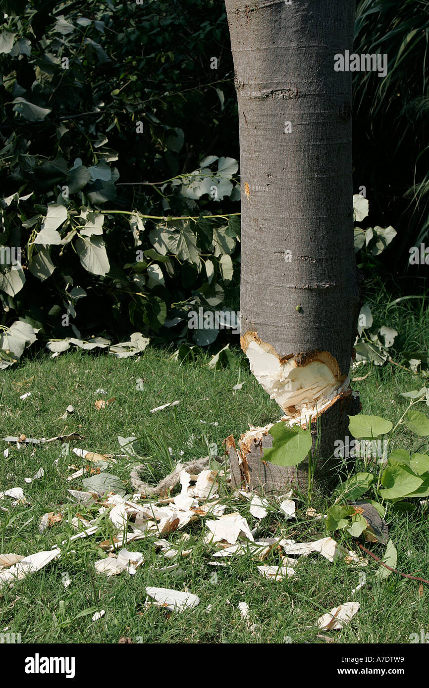 Couper les troncs d'arbre sur le côté de la route hew hacher couper cordon agriculture écologie environnement bois de chauffage exploitation forestière l'industrie outdoor Banque D'Images