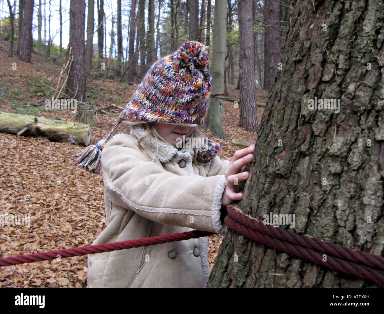 L'épinette de Norvège (Picea abies), sentiment de fille l'écorce ; savoir différents aboie avec les yeux fermés Banque D'Images