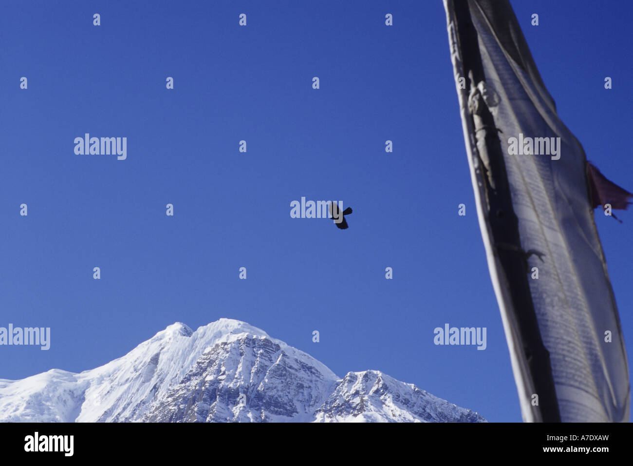 Massif de l'Annapurna, Népal Banque D'Images