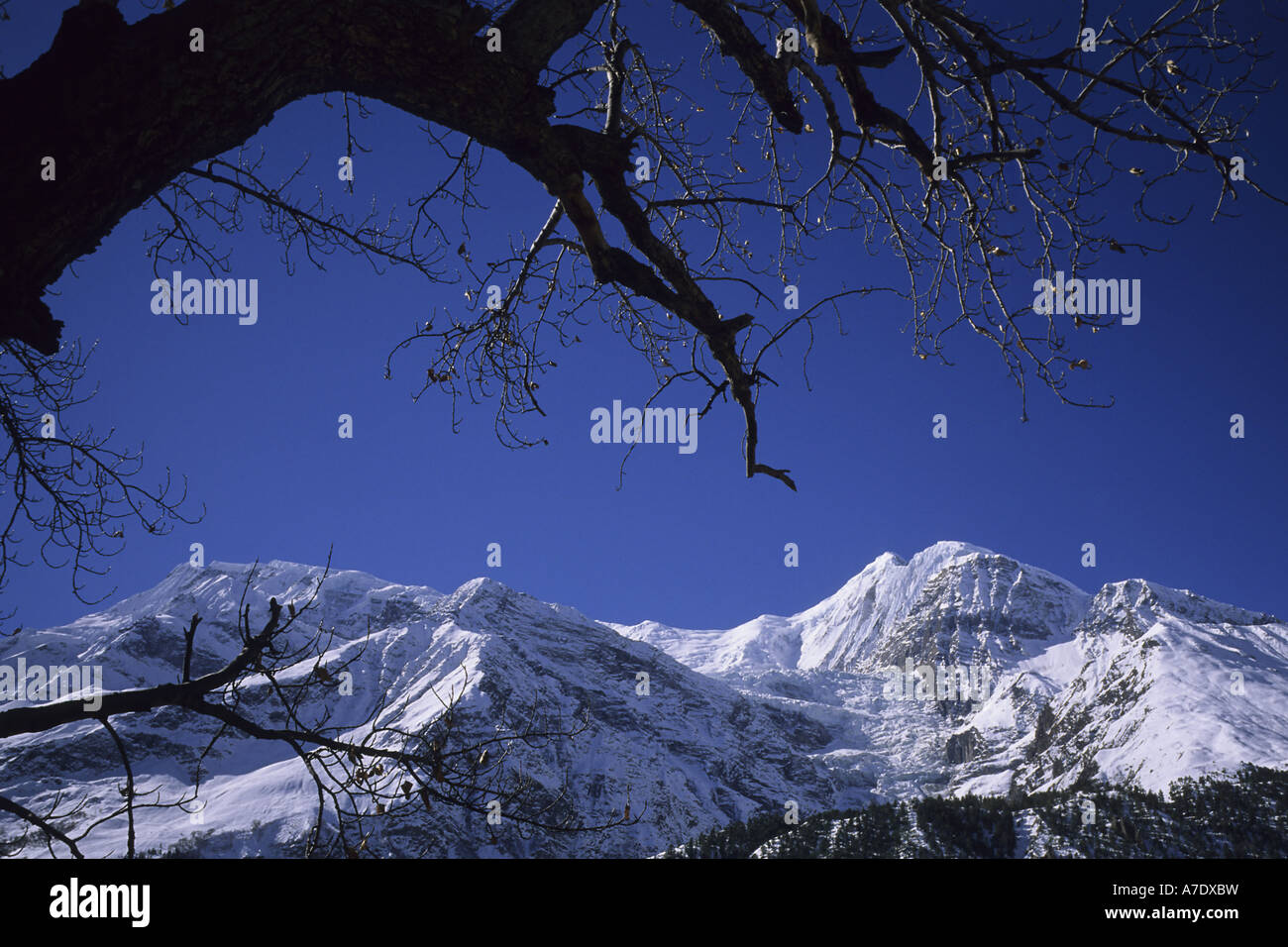 Tilicho Peak, 7134 m, de l'Annapurna-salon, Népal Banque D'Images