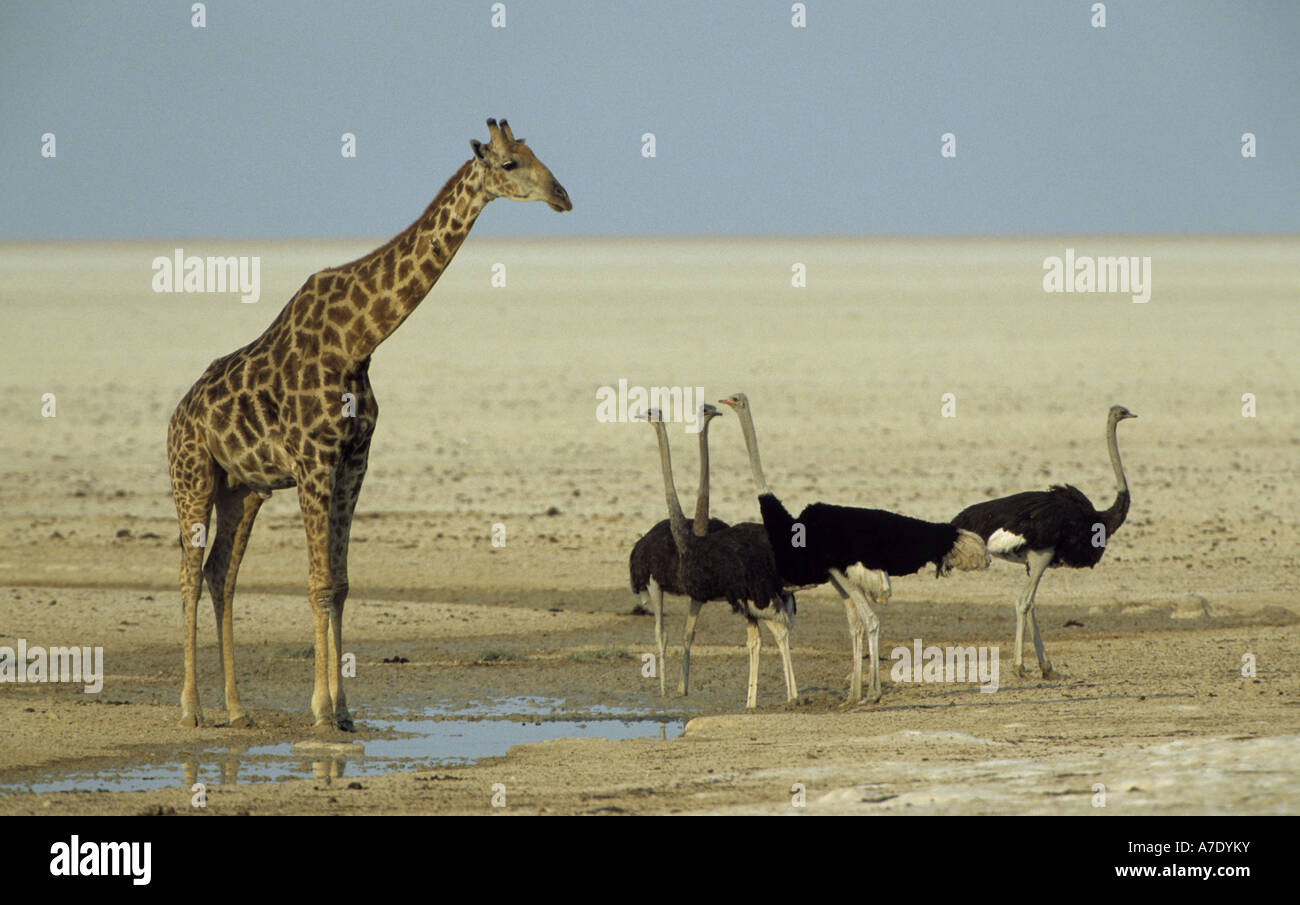 Girafe (Giraffa camelopardalis), autruches, Namibie, avec NP d'Etosha Banque D'Images