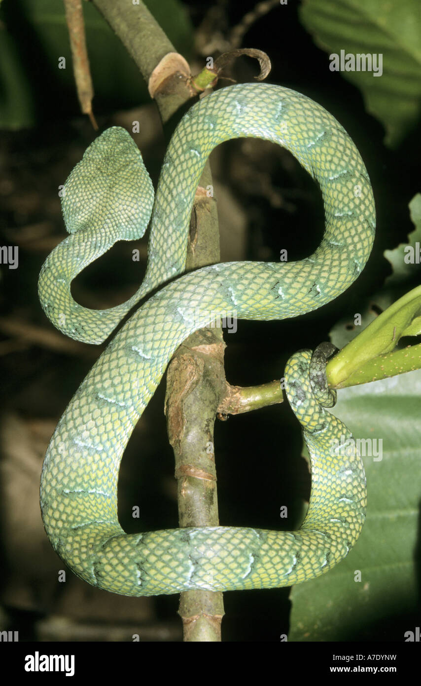 Wagler's Pit Viper, Viper's palm Wagler (Trimeresurus wagleri Tropidolaemus wagleri), Banque D'Images