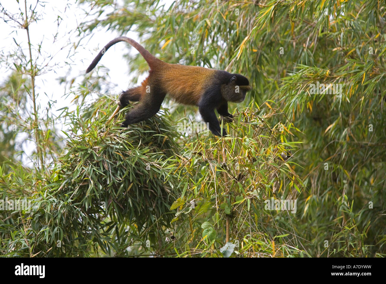 Golden Monkey, Golden Guénon (Cercopithecus mitis kandti, Cercopithecus kandti), l'escalade dans un arbre, au Rwanda, Volcans Virunga Banque D'Images