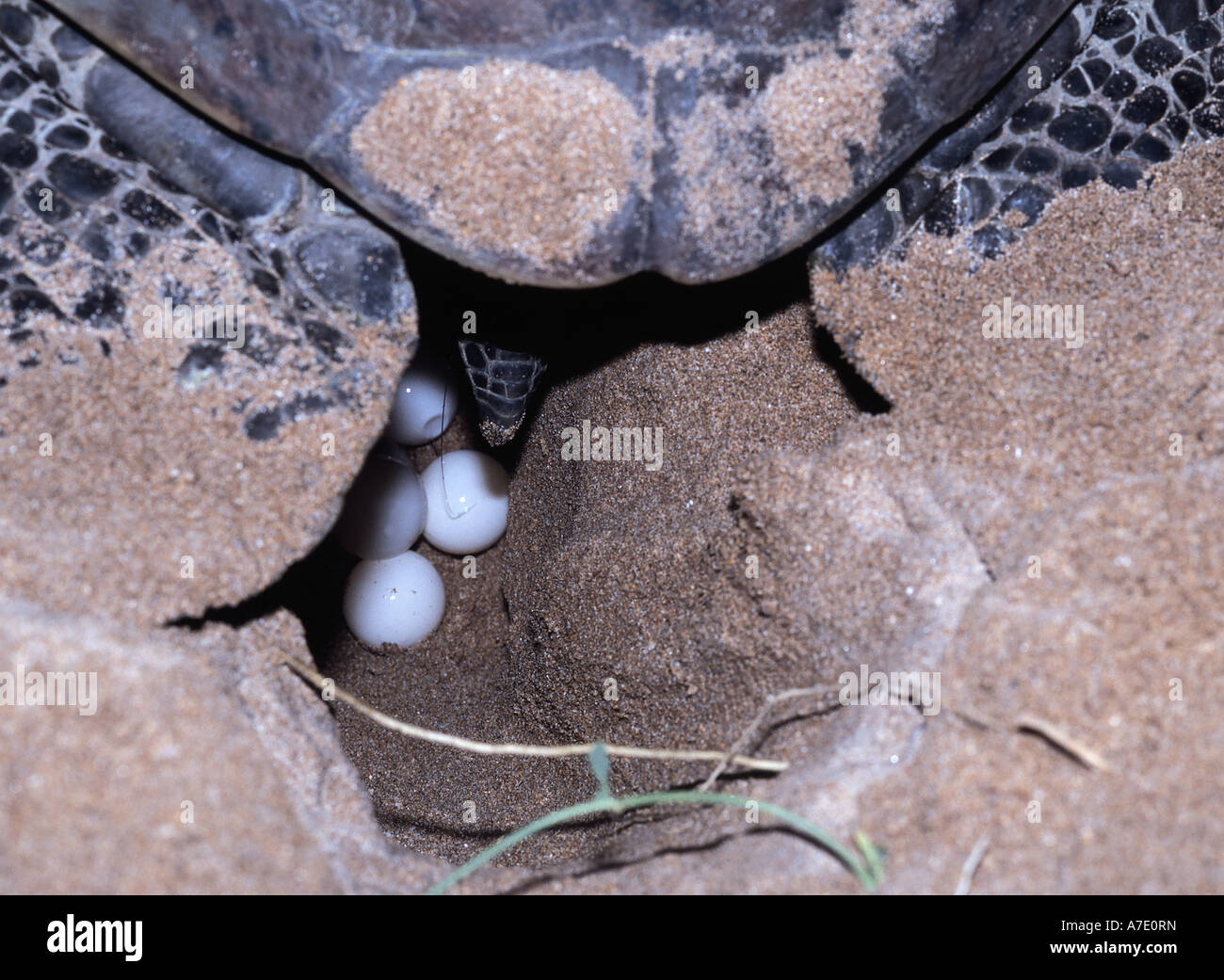 Galapagos Galapagos tortue verte, tortue rock, Galapagos tortue de viande (Chelonia mydas agassisi), la ponte, l'Équateur, Galapa Banque D'Images