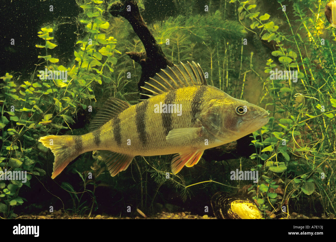 La perche (Perca fluviatilis) Banque D'Images