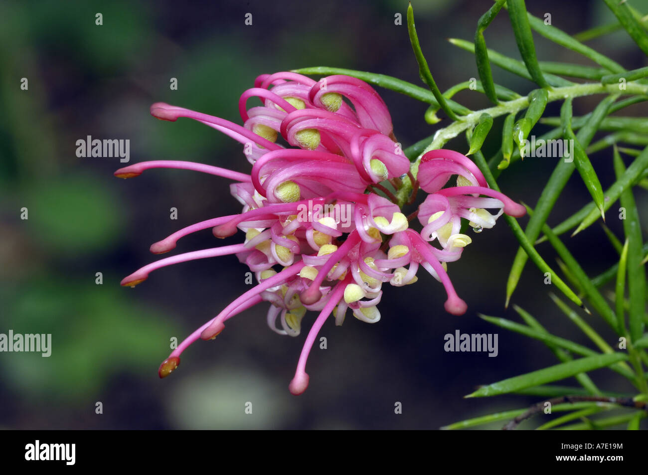 Grevillea Grevillea rosmarinifolia (ROMARIN), inflorescence Banque D'Images Grevillea Grevillea rosmarinifolia (ROMARIN), inflorescence Banque D'Images