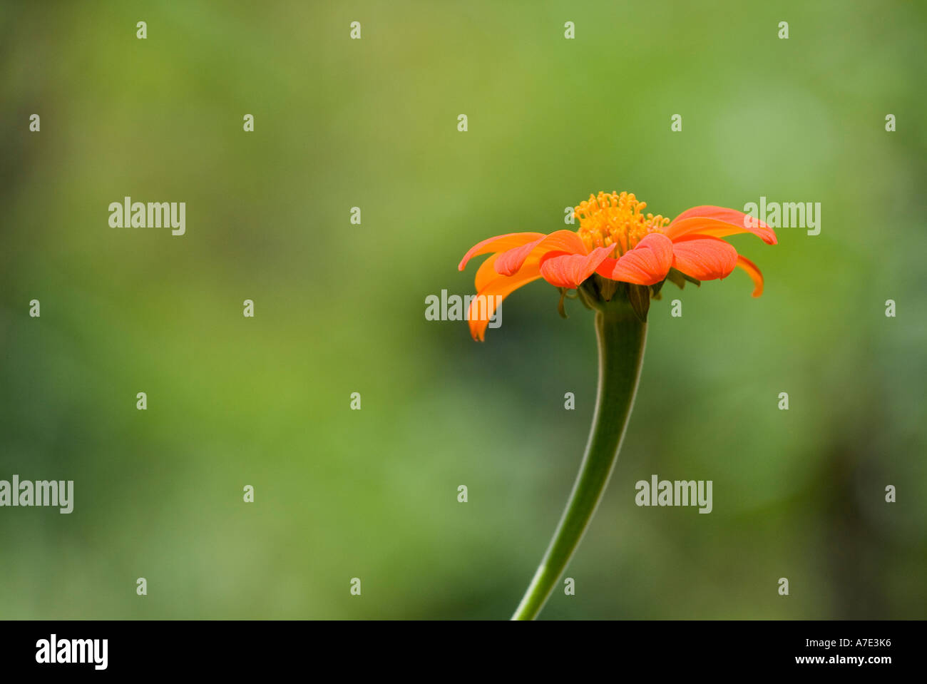 Daisy commun close up Cuba Banque D'Images