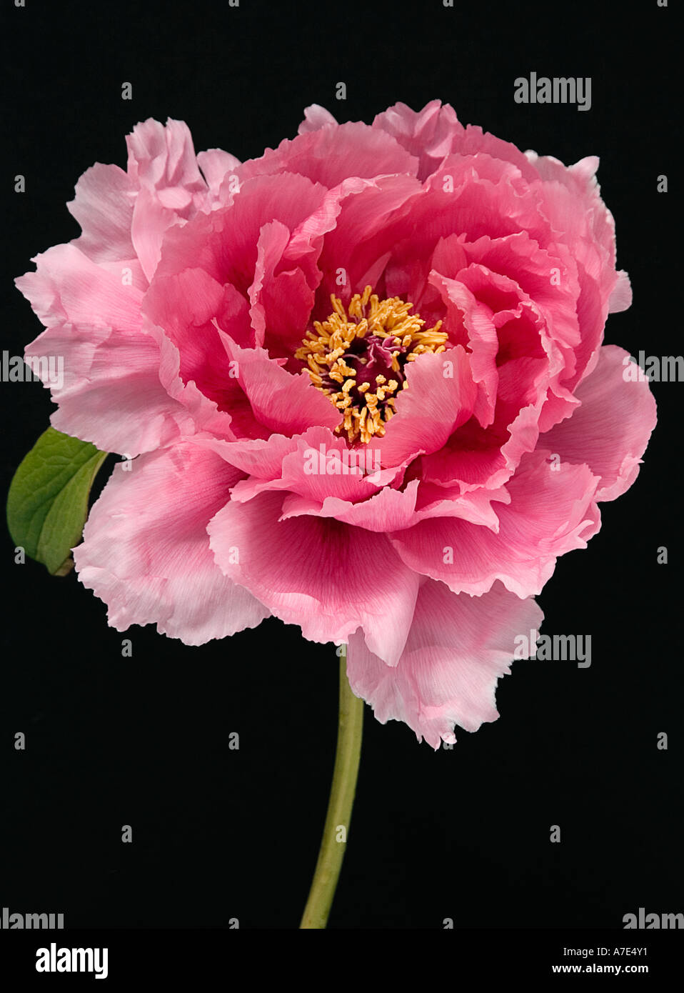 Nom commun : la pivoine - pivoine arbustive NOM LATIN : Paeonia Banque D'Images