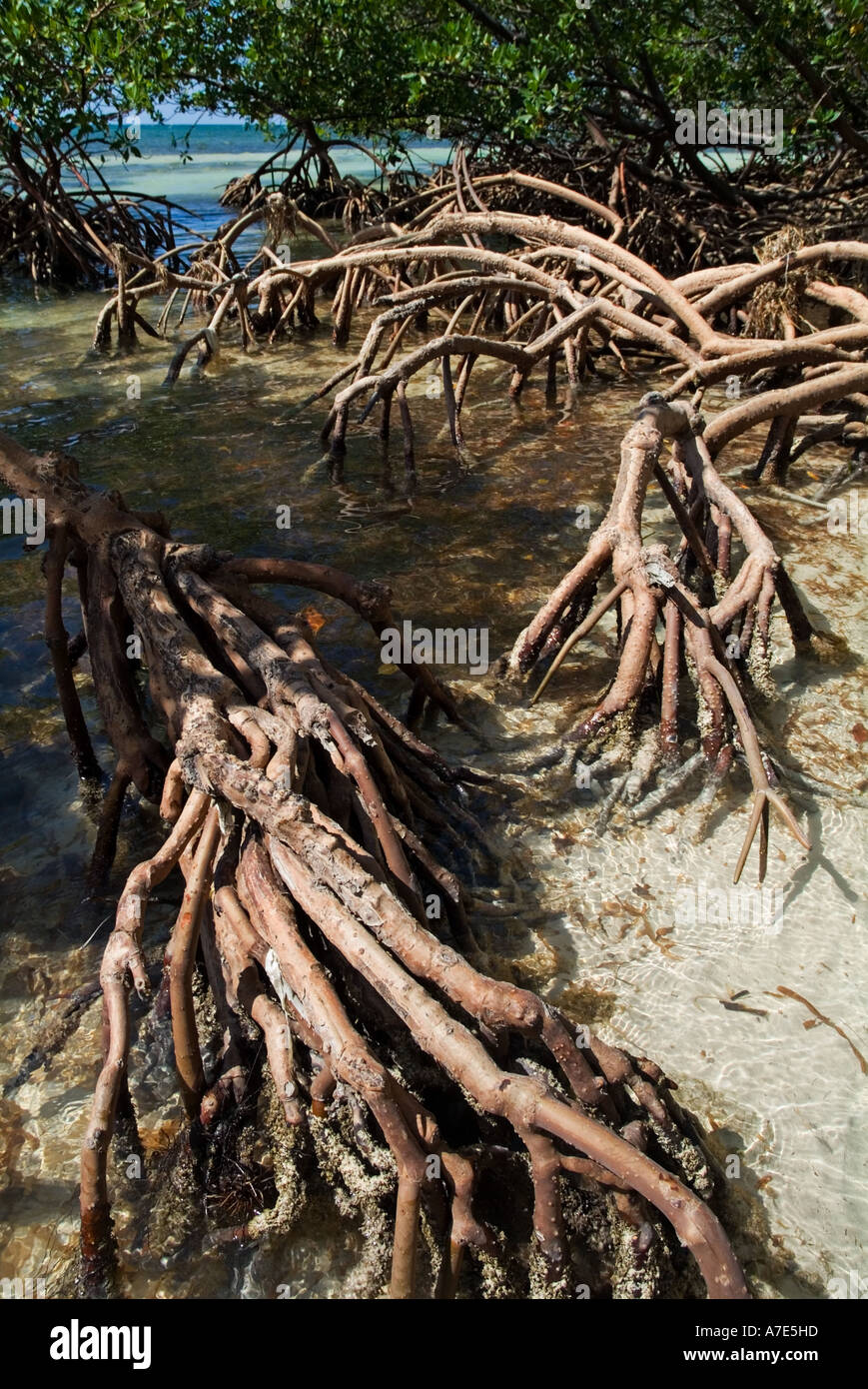 Les mangroves à Cayo Jutias, Cuba Banque D'Images