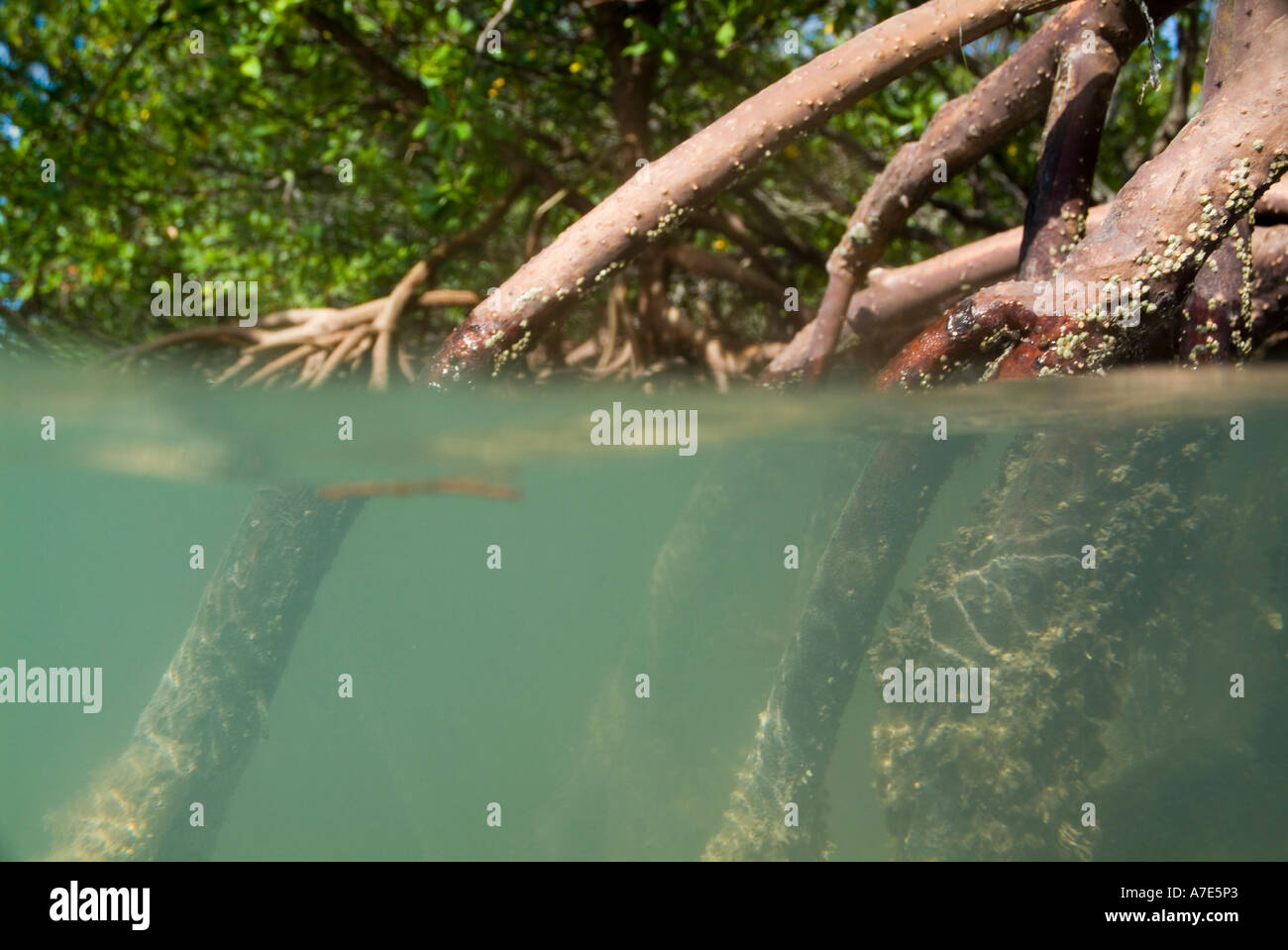 Mangroves et leurs racines sous l'eau à Cayo Jutias, Cuba Banque D'Images