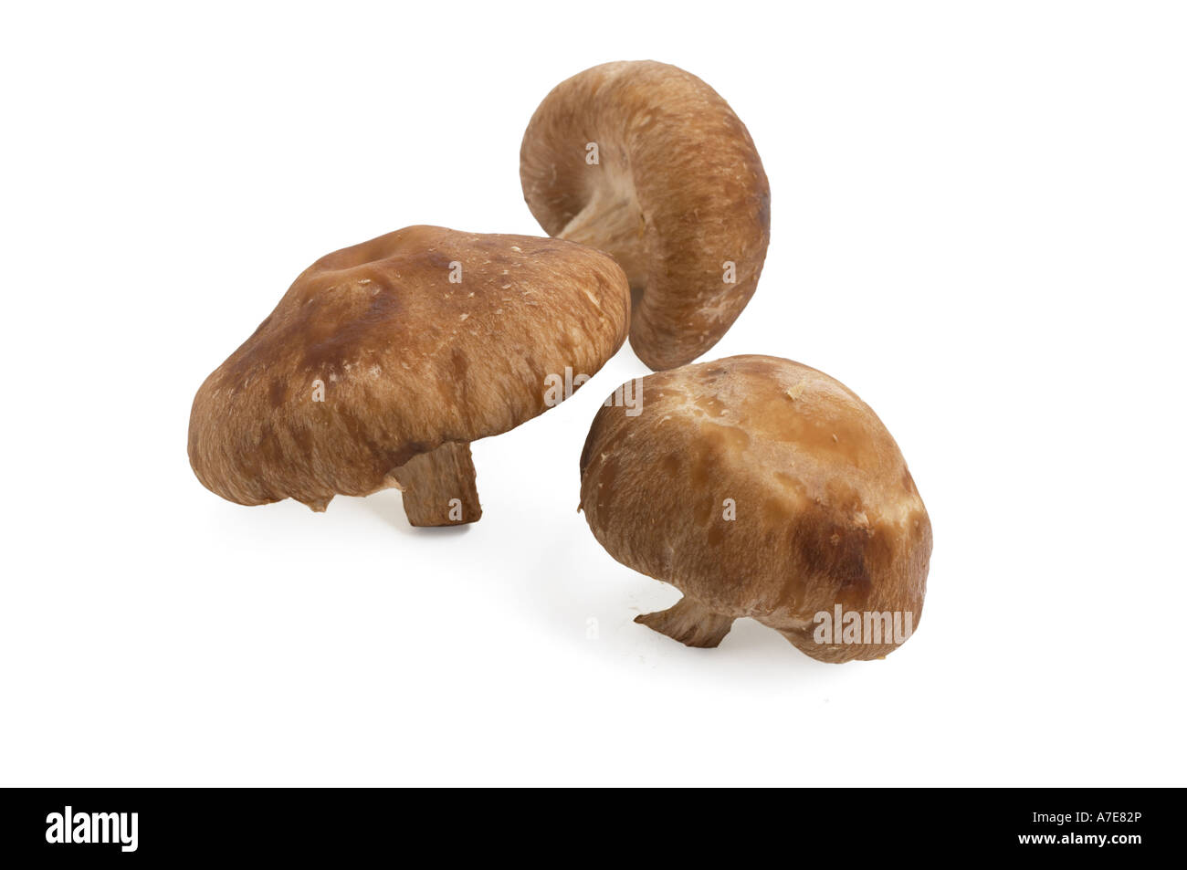 Champignons Shiitake Banque D'Images