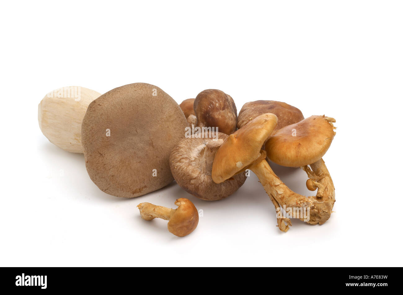 Collection de champignons shiitake eryngii exotiques et brocolis Banque D'Images