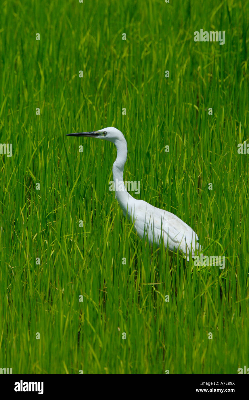 Aigrette garzette Egretta hudsoni chinois dans une rizière Banque D'Images