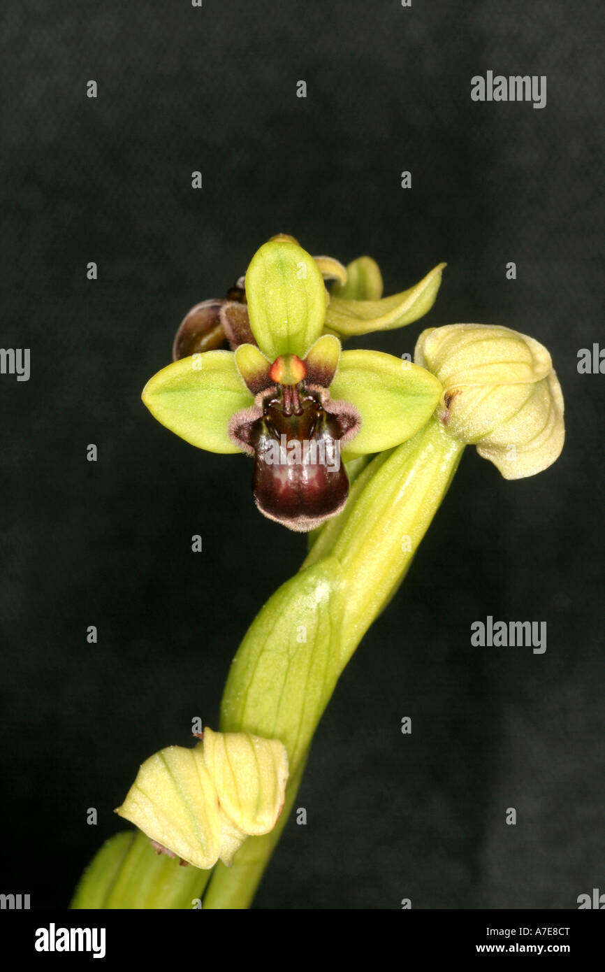 Orchidée Ophrys Bourdon sauvage Algarve Portugal Europe bombylifera Banque D'Images