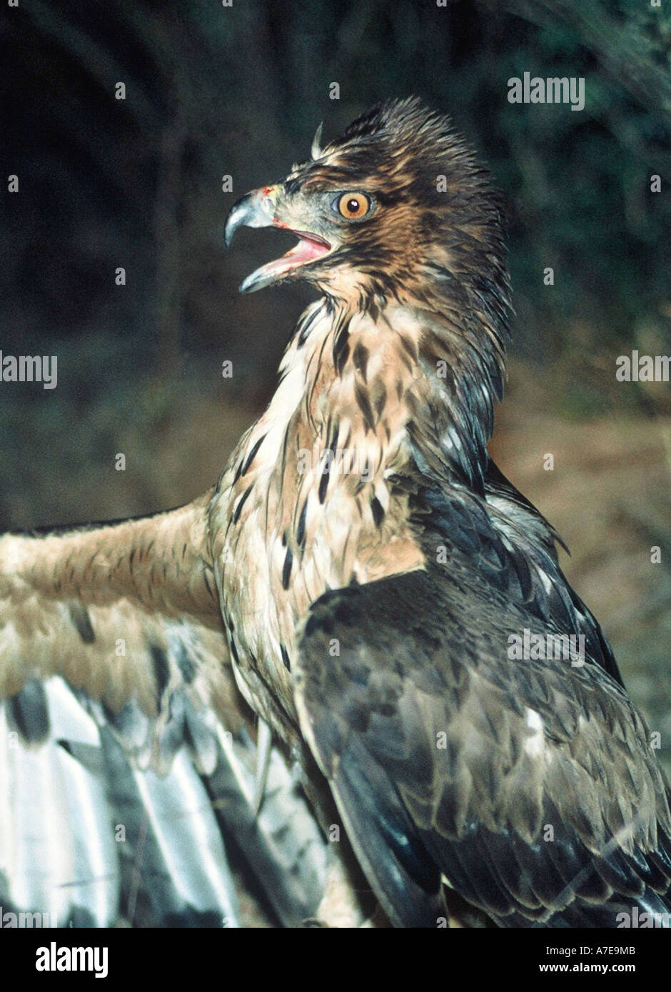 African Hawk Eagle, Hieraaetus spilogaster Banque D'Images