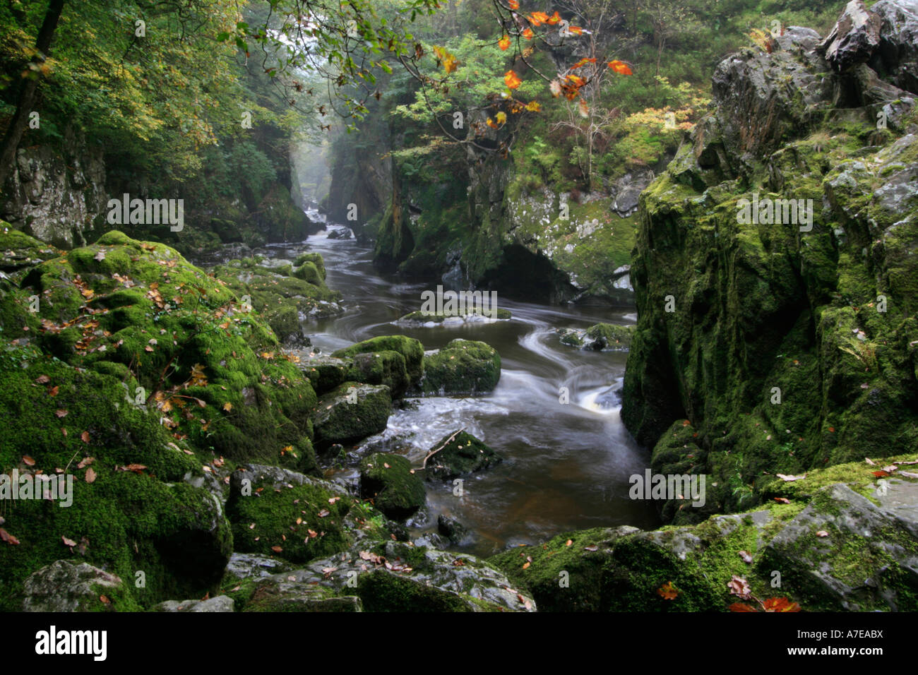 Fairy Glen river gorge conwy couleurs d'automne près de betws-y-coed national de Snowdonia North Wales gb uk Banque D'Images