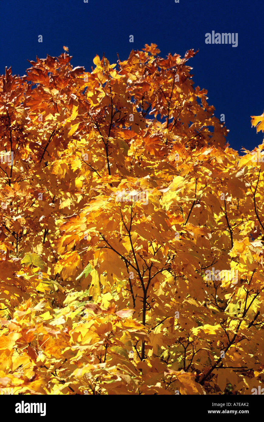 Les érables montrant les couleurs de l'automne Banque D'Images