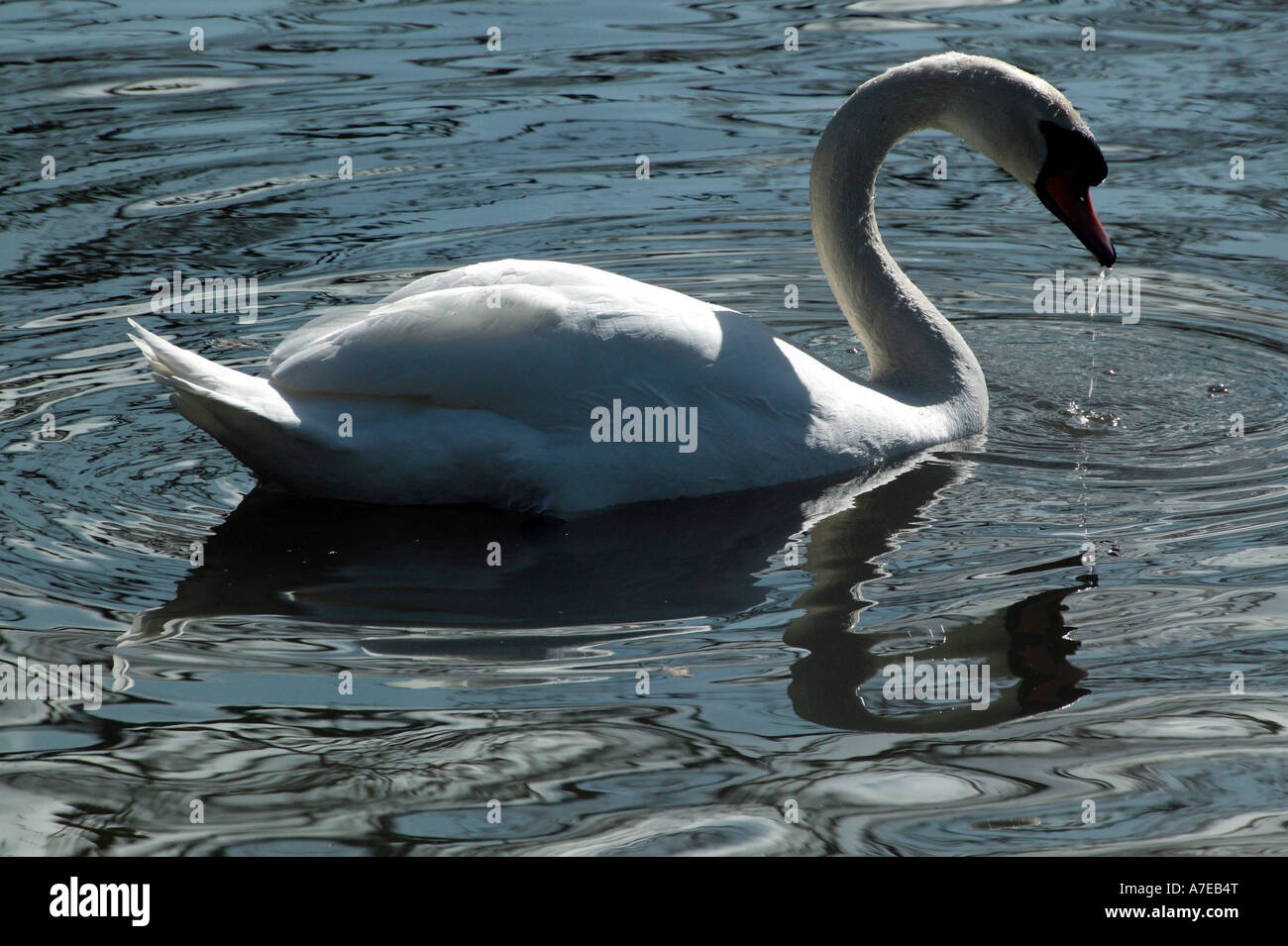 Alimentation de Swan Banque D'Images