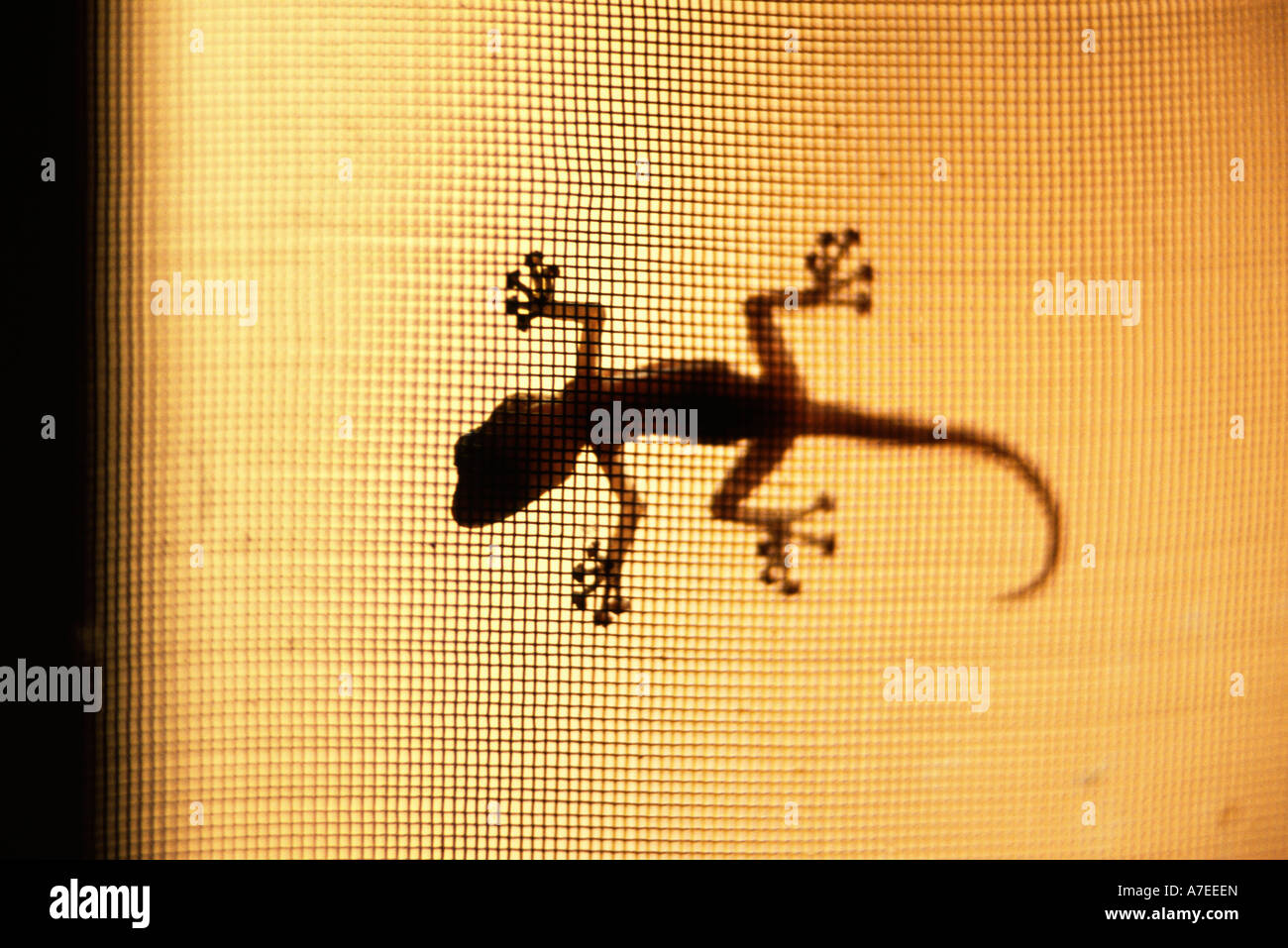 Pays dogon, Mali ; silhouette d'un gecko sur écran de la fenêtre Banque D'Images