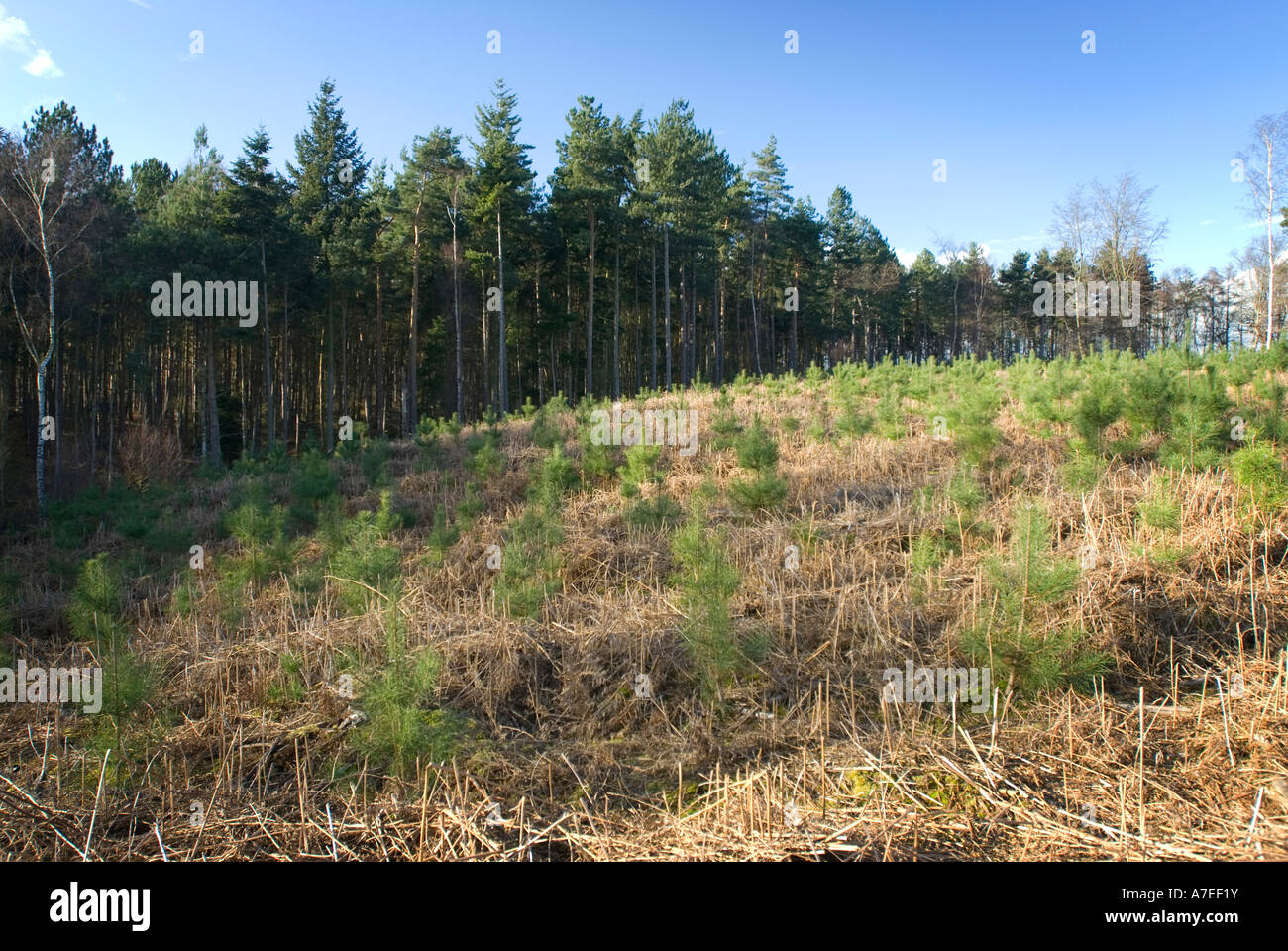 Jeunes arbres grandissent dans une clairière à Chicksands UK Bedfordshire bois Banque D'Images