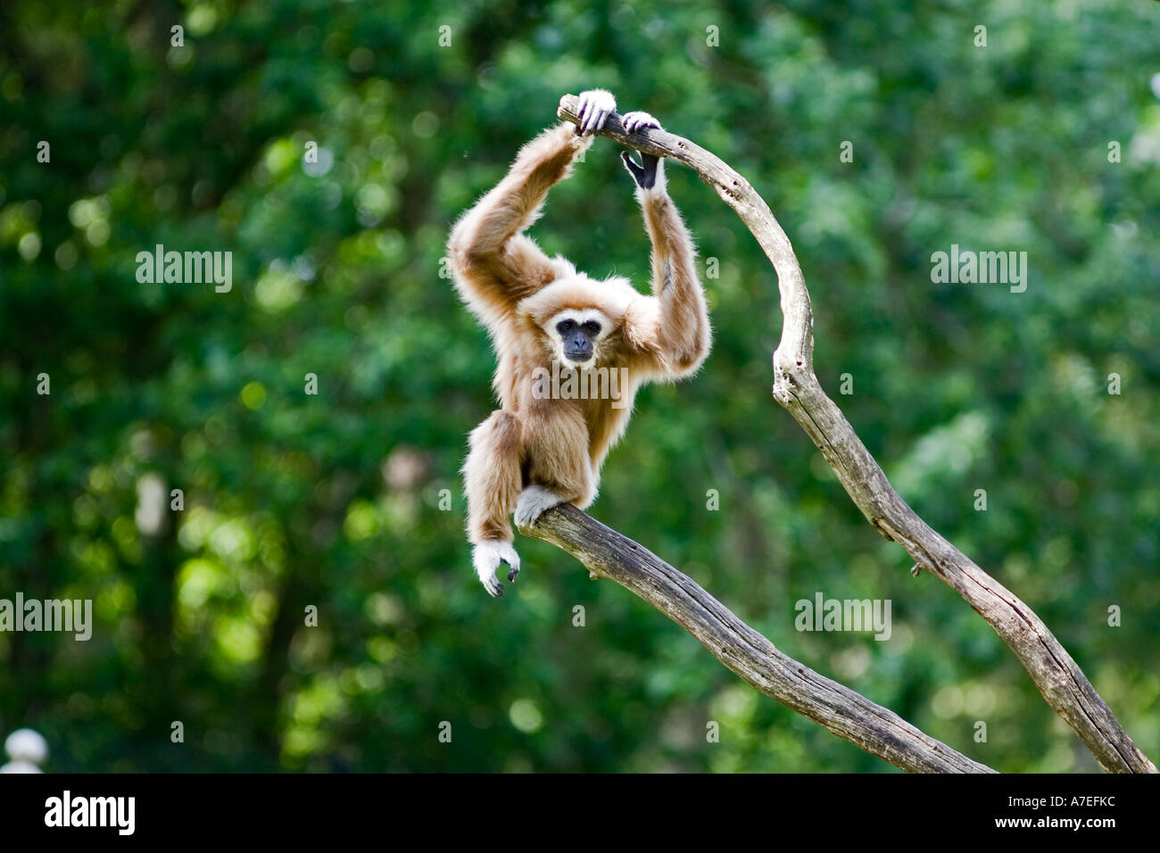 White remis gibbon Banque D'Images