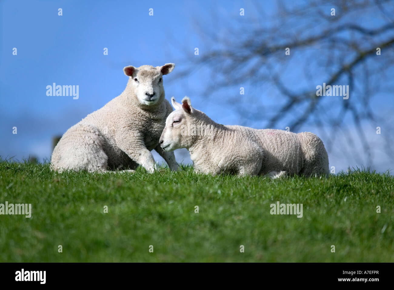 Deux agneaux sur un horizon de ciel et herbe Banque D'Images