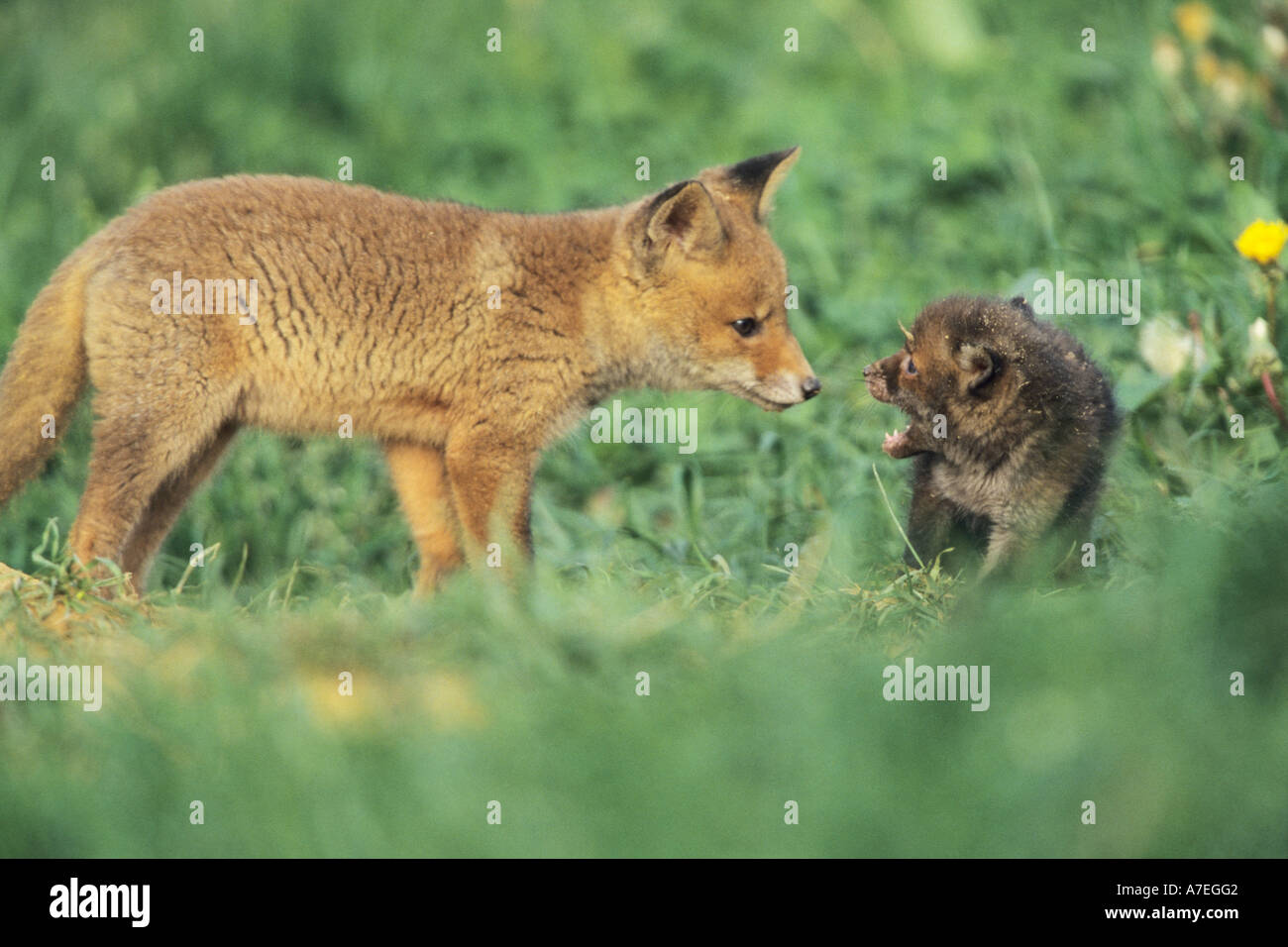 Combat de renard Banque de photographies et d’images à haute résolution ...