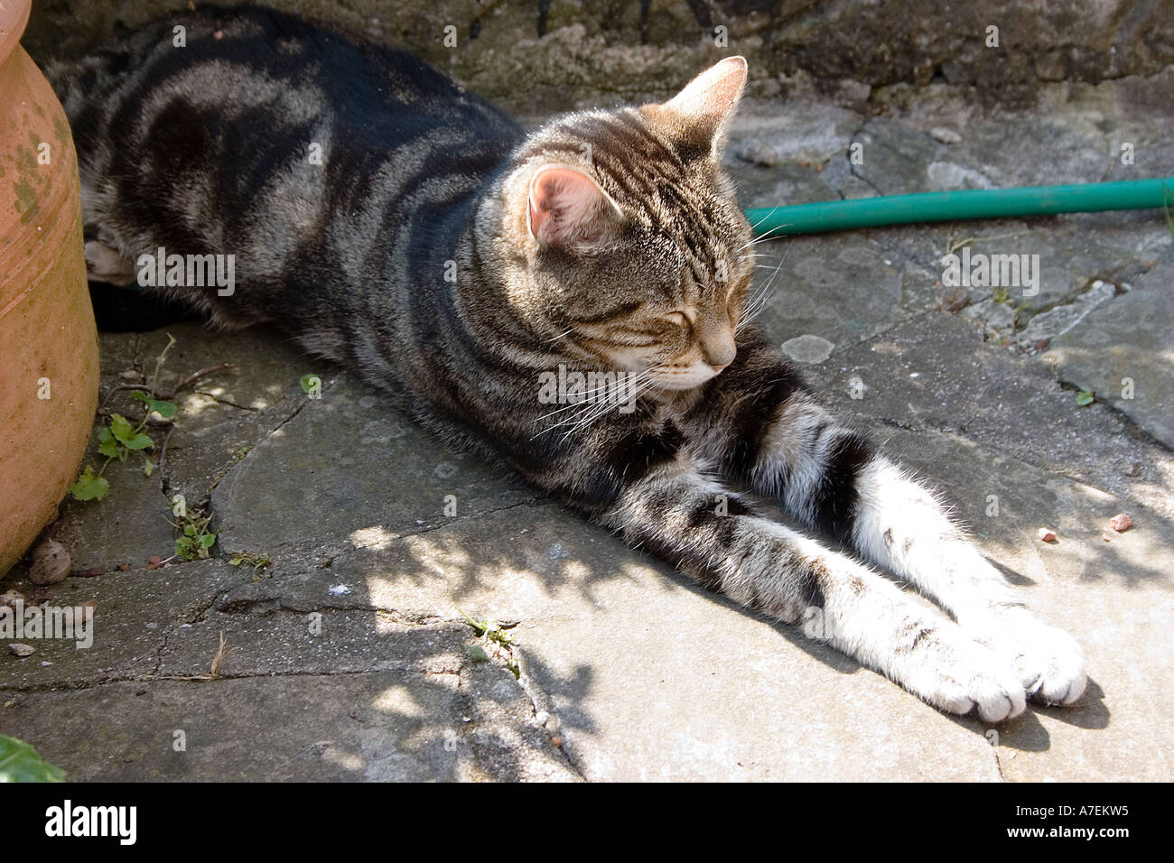 Male Brown Tabby Cat Dormir Sur Un Tuyau Partiellement A L Ombre Photo Stock Alamy