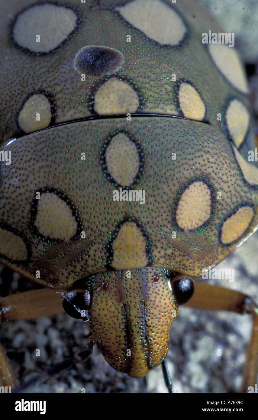 CA, Panama, Barro Colorado Island. (Ordre des coléoptères) Banque D'Images