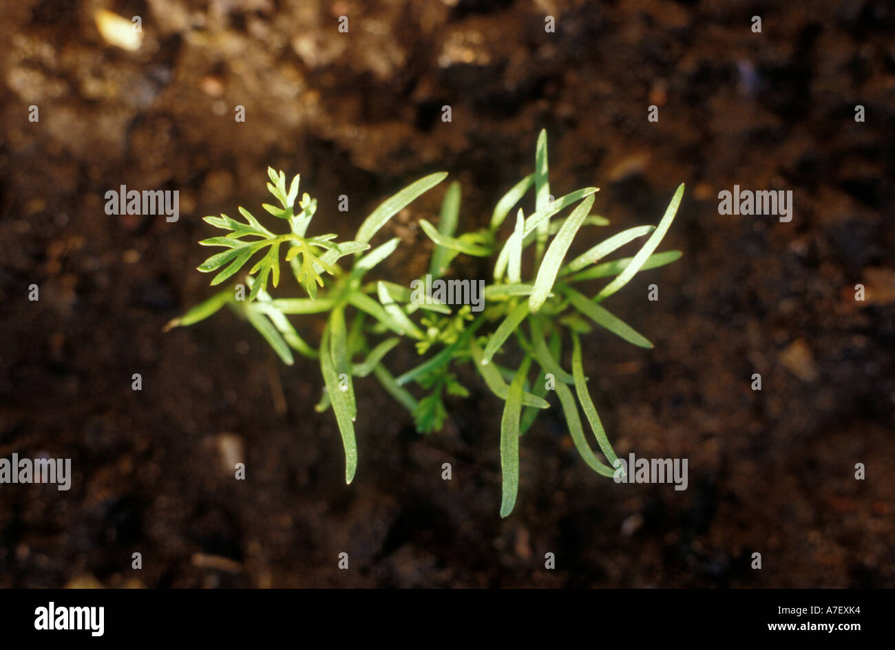 Les très jeunes plantes carotte Banque D'Images