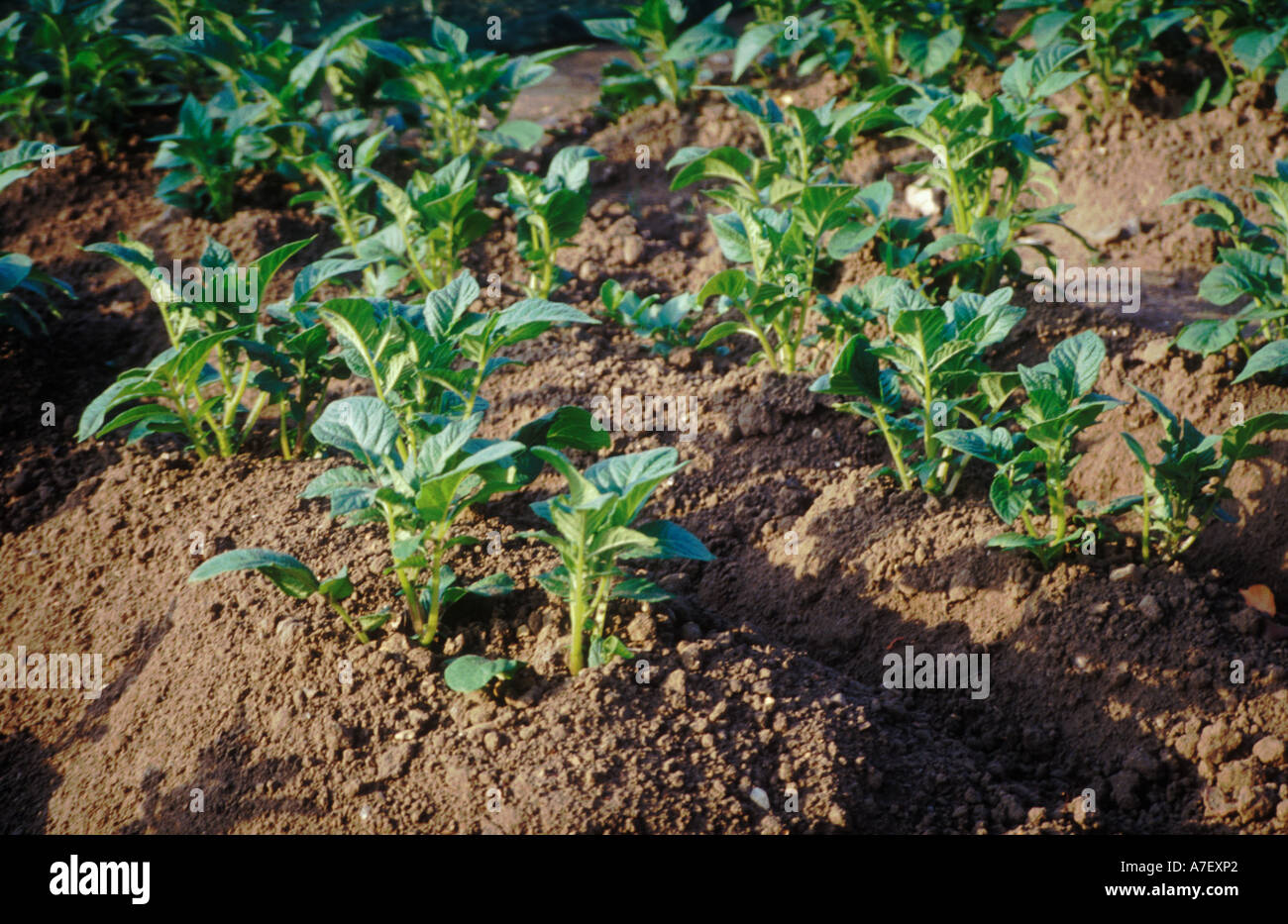De plus en plus de plants de pommes de terre Banque D'Images
