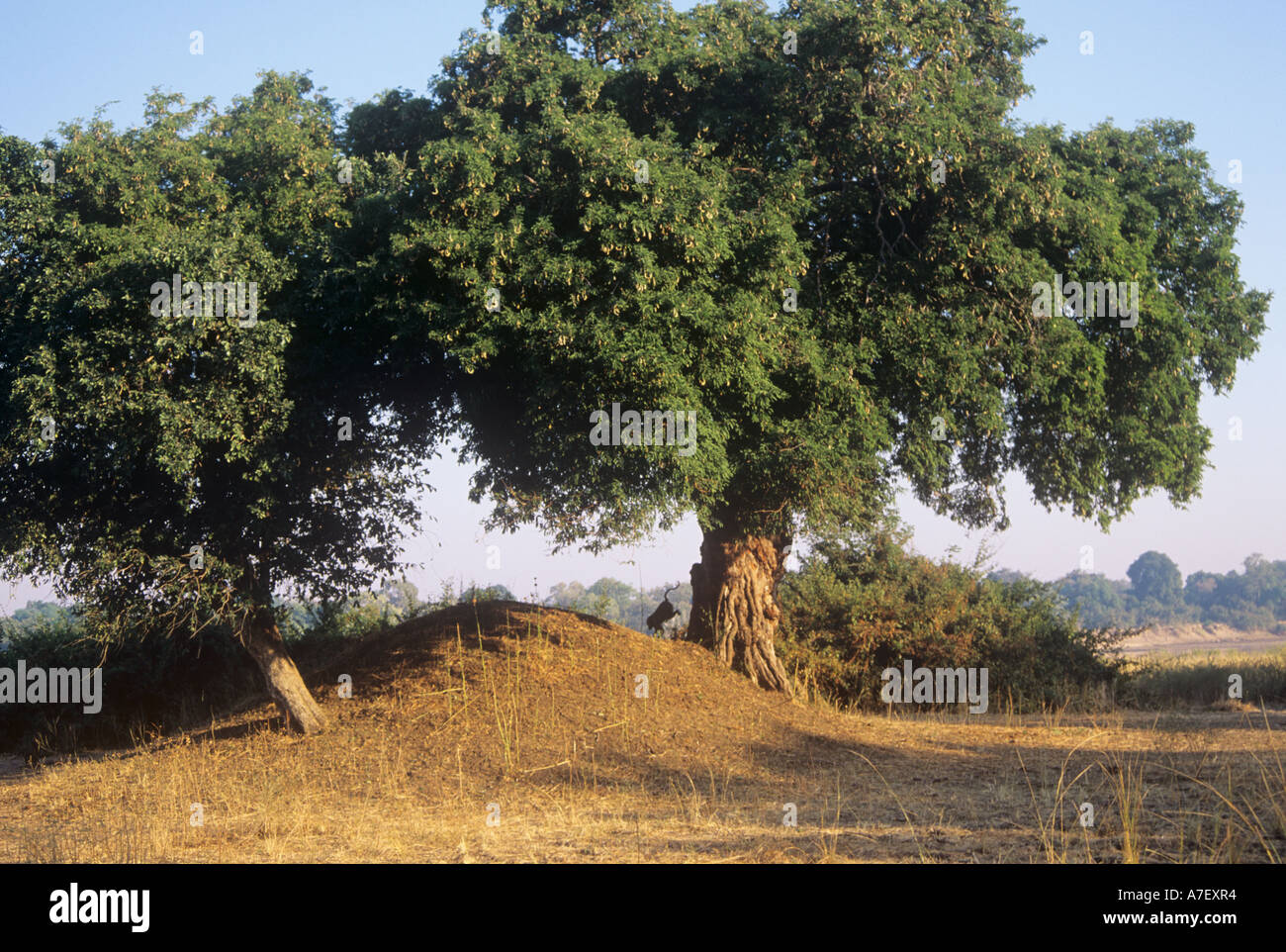 Arbres de tamarin (Tamarindus indica) croissant dans la vallée du Zambèze, Zambie Banque D'Images