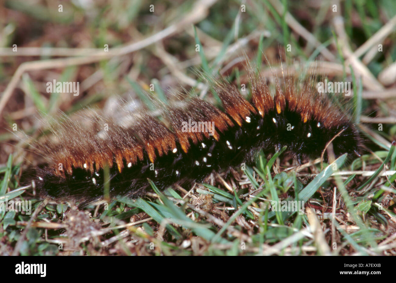 Fox Moth Macrothylacia rubi (caterpillar), avec les oeufs parasites ci-joint. Banque D'Images