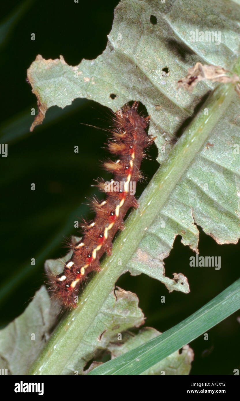 Noeud papillon Herbe de chenilles (Acronicta rumicis) Banque D'Images