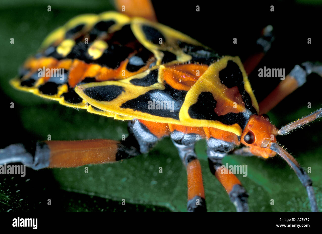 CA, le Panama, l'île de Barro Colorado, punaise colorée Banque D'Images