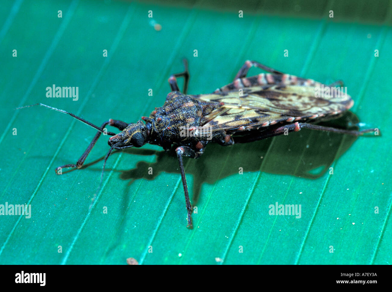CA, le Panama, l'île de Barro Colorado, bug de chagas : l'une des espèces que l'assassin bug peut transmettre la maladie d chasas Banque D'Images