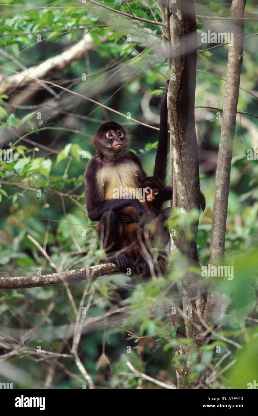 Ca Panama L Ile De Barro Colorado Singe Araignee Rouge Maman Avec Bebe Ateles Geoffroyi Photo Stock Alamy