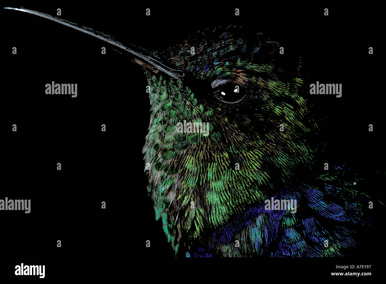 CA, le Panama, l'île de Barro Colorado, violet-bellied hummingbird (Damophila julie panamensis) Banque D'Images