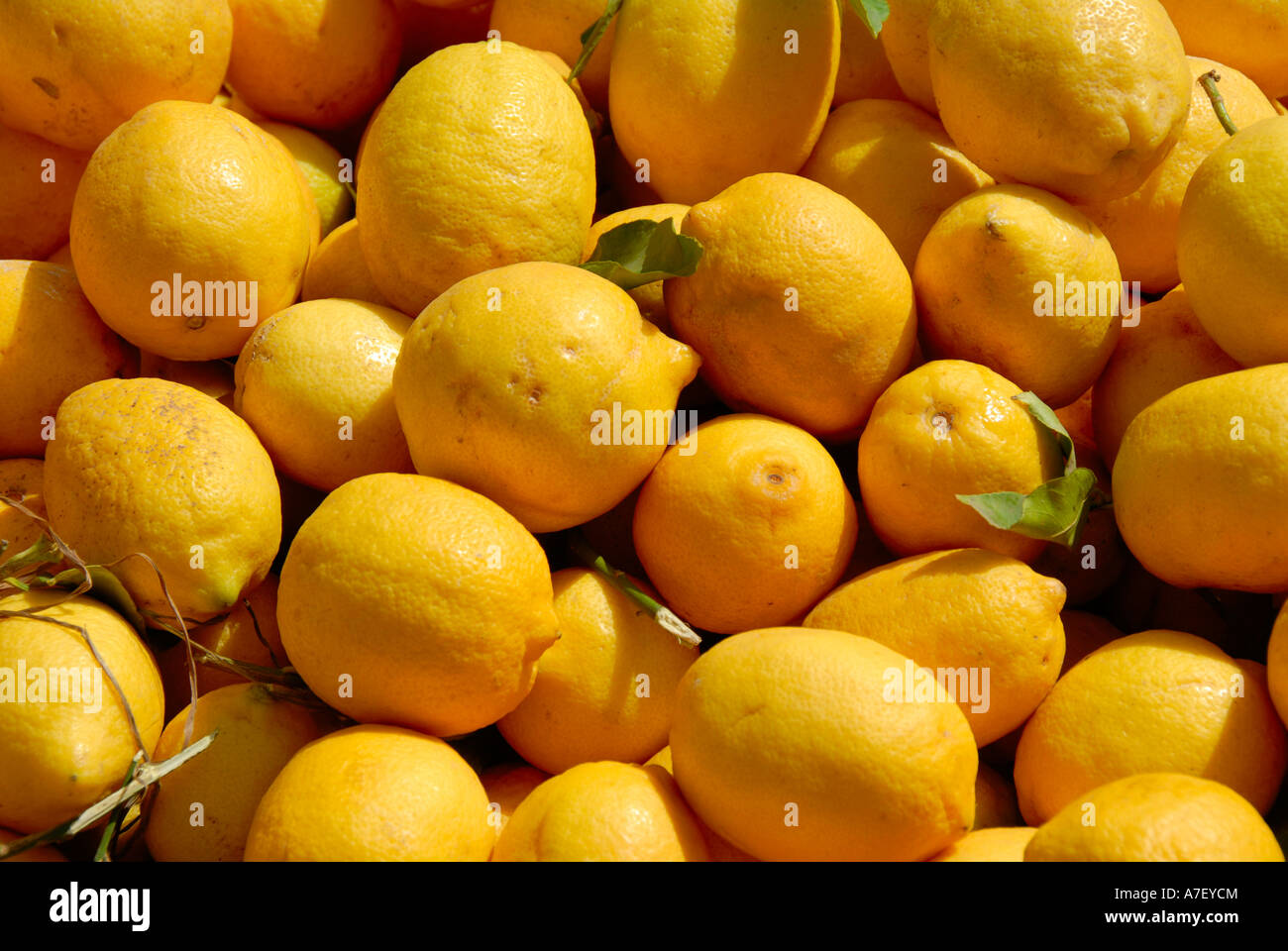Citrons jaunes à un marché Casablanca Maroc Banque D'Images