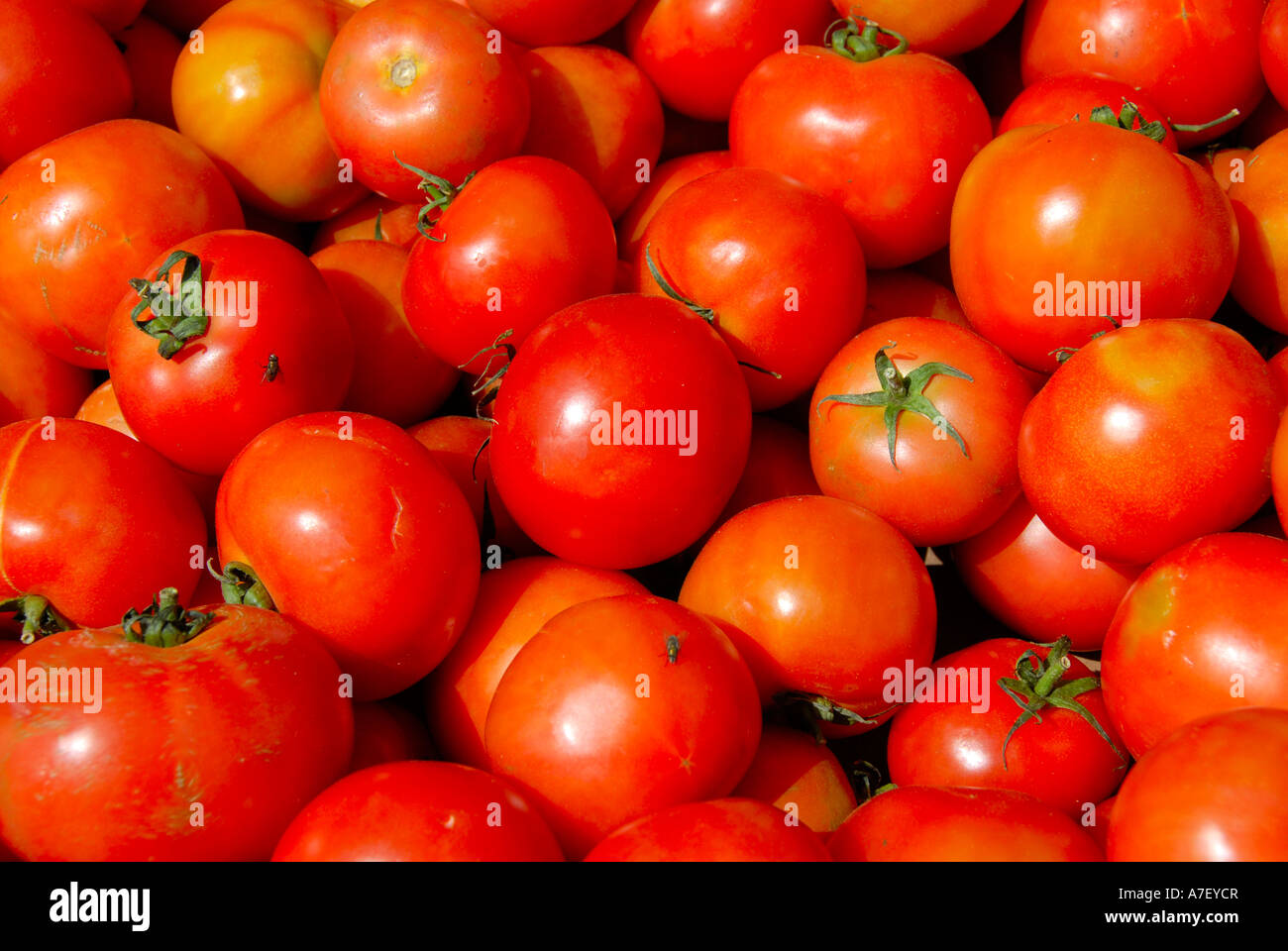 Les tomates rouges à un marché Casablanca Maroc Banque D'Images