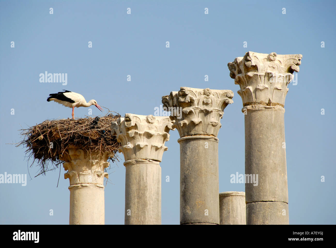 Piliers avec un nid de cigognes Cigogne blanche Ciconia ciconia des fouilles archéologiques de la ville romaine antique de Volubilis Maroc Banque D'Images