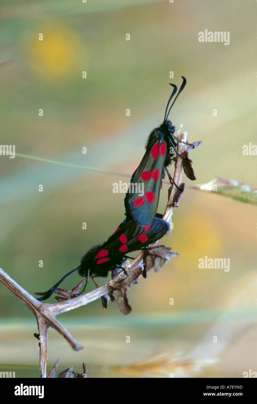 Spot six papillons Burnet (Zygaena filipendulae) l'accouplement. Banque D'Images