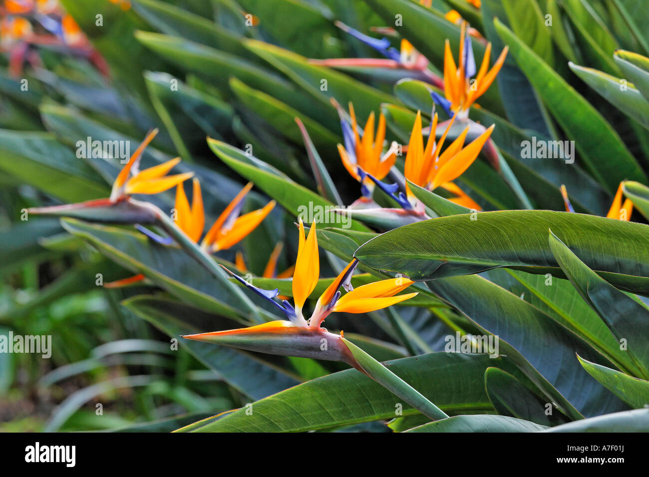 Oiseau De Paradis Ou Fleur De Strelitzia Reginae Grue