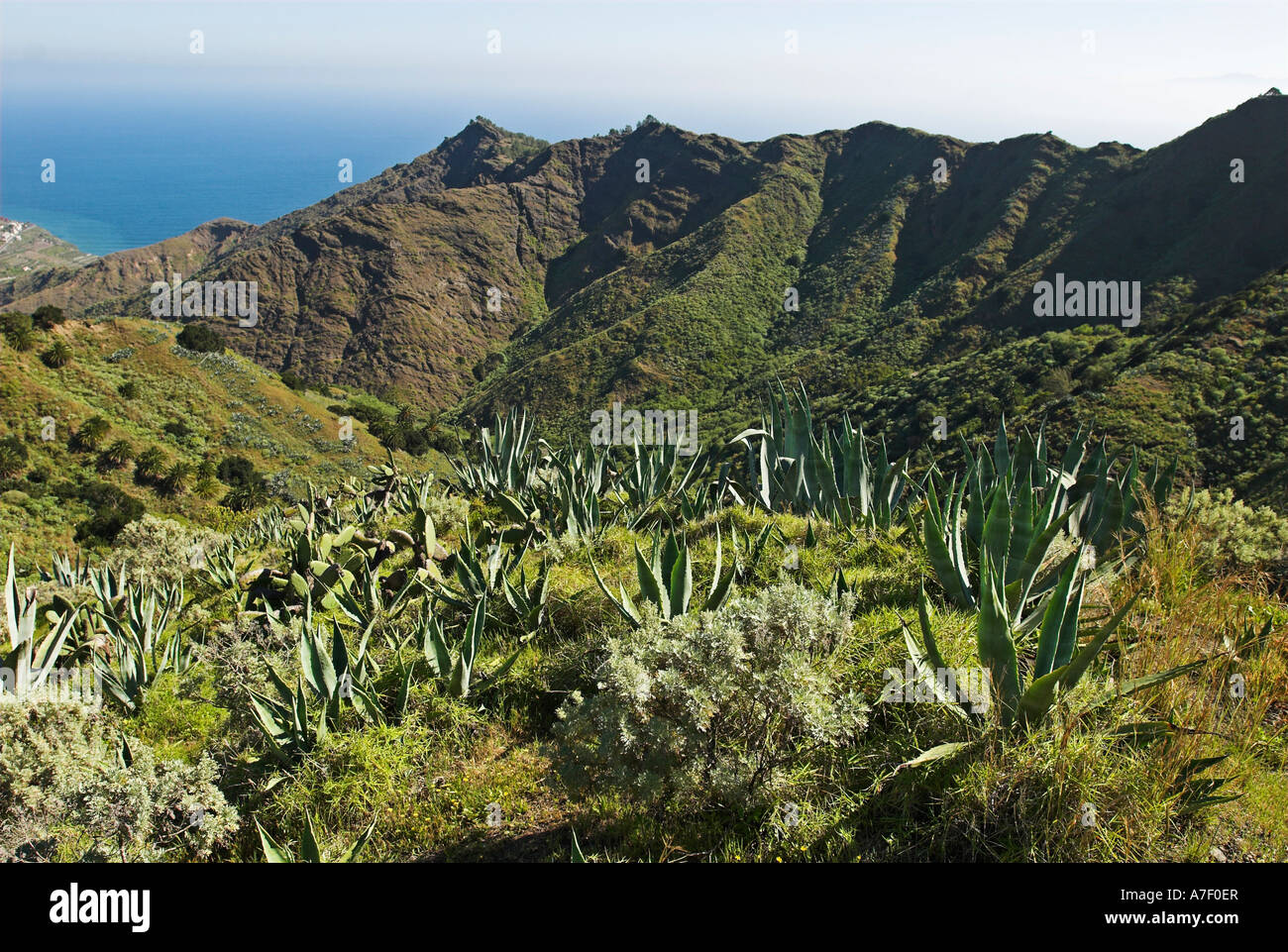 Les montagnes avec les agaves, île de La Gomera, Canary Islands, Spain, Europe Banque D'Images