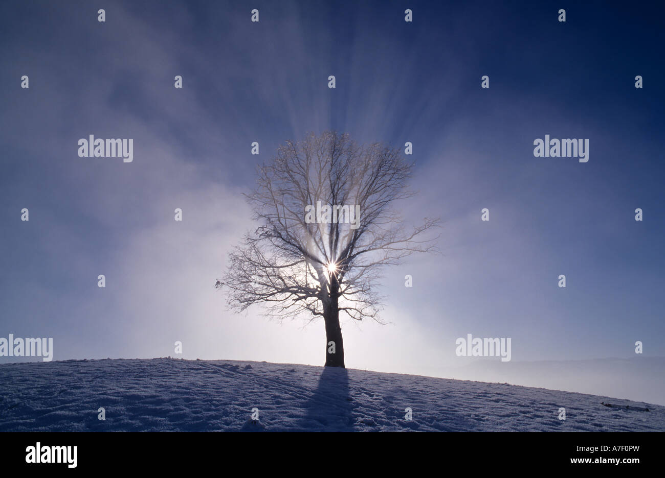 Arbre dans le brouillard d'hiver avec des rayons de soleil Banque D'Images