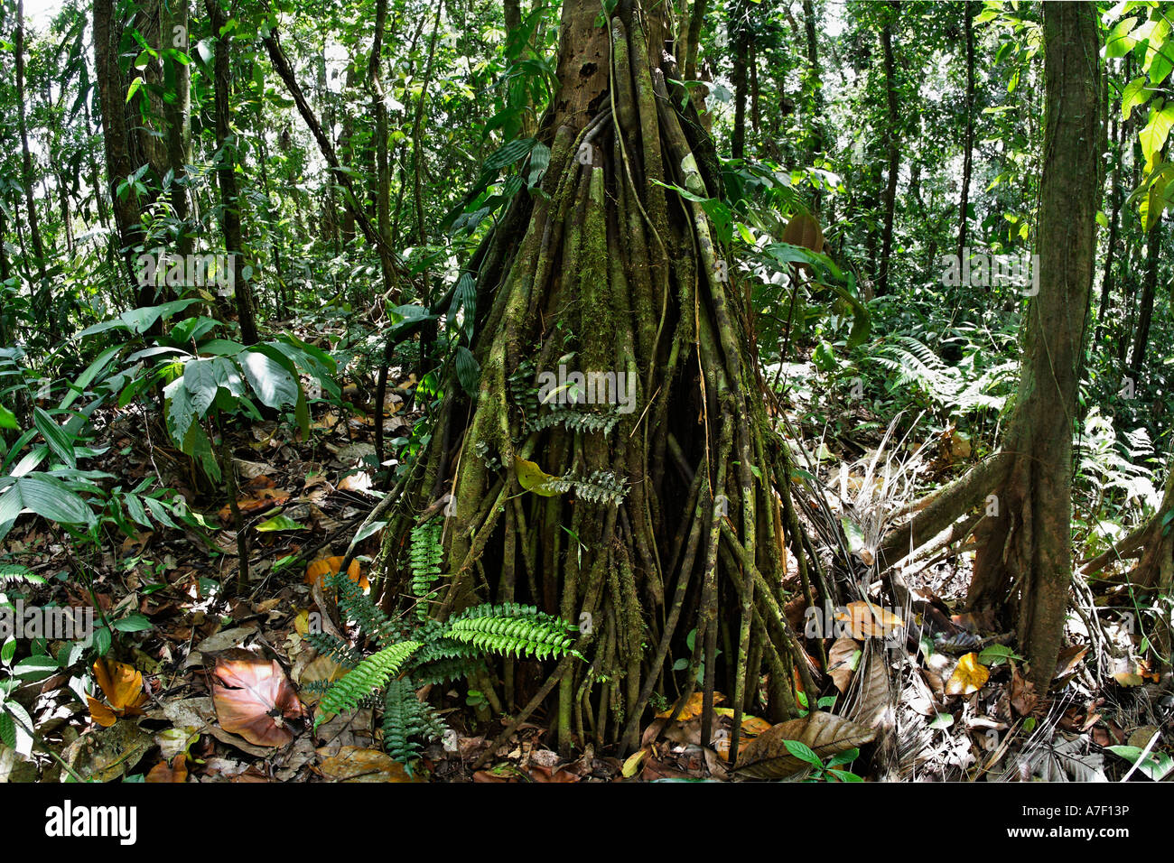 Racines d'une paume en forêt tropicale, région d'Arenal, Costa Rica Banque D'Images