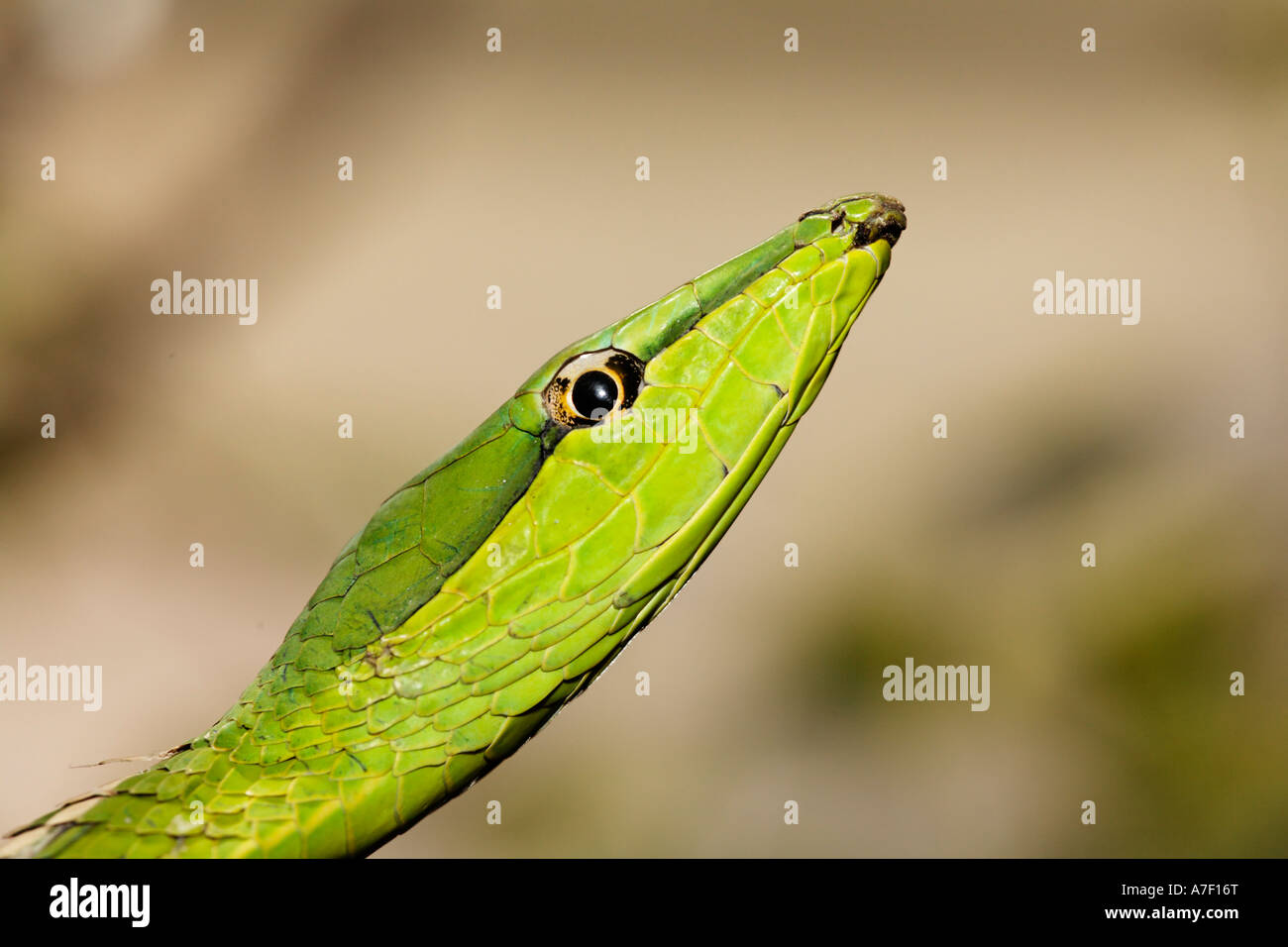 Serpent de vigne verte ( Oxybelis fulgidus), Costa Rica Banque D'Images