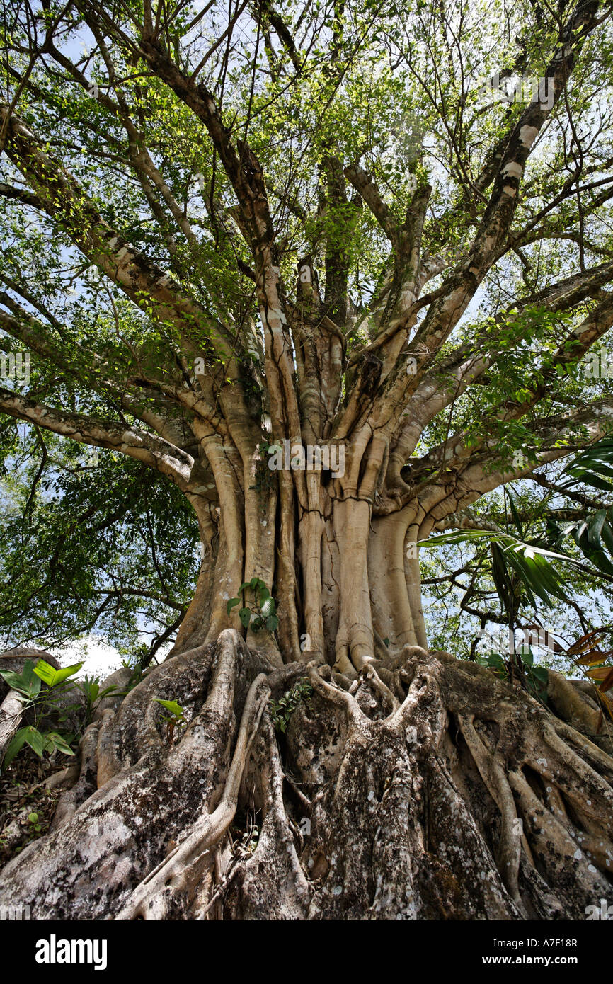 Banyan Tree, Ficus benghalensis, Costa Rica Banque D'Images