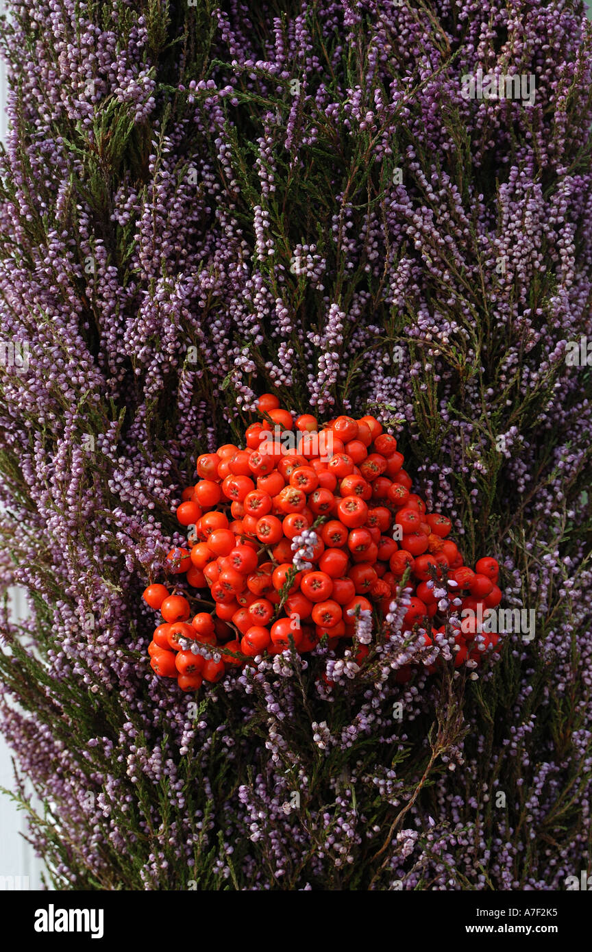 Ling écossais heather et Rowan Berries, Ecosse, Royaume-Uni Banque D'Images