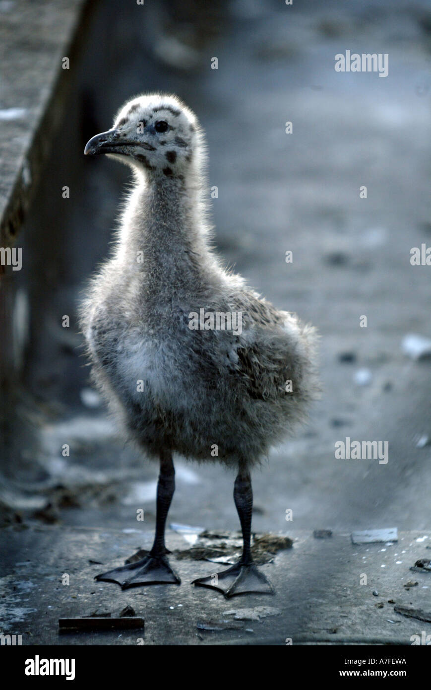 Un Bebe Mouette Attend Pres De Son Nid Urbain Sur Le Toit De Ses Parents Pour Revenir Avec Des Aliments Recuperes A Partir De La Ville Ci Dessous Photo Stock Alamy